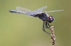 J17_1532 Selysiothemis nigra male